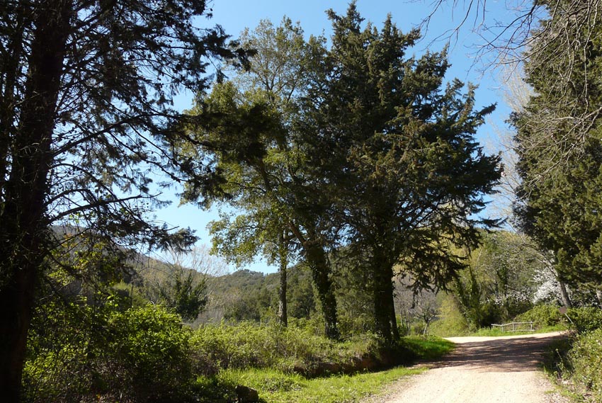 Salamandrine di Maremma